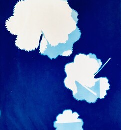 "Fliegender Frauenmantel", 2021